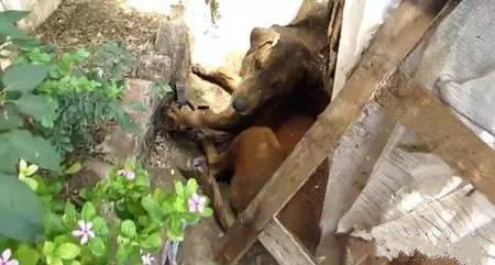 狗狗的后腿比前腿细很多,狗狗的后腿比前腿细是怎么回事