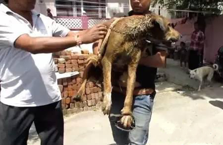 狗狗的后腿比前腿细很多,狗狗的后腿比前腿细是怎么回事