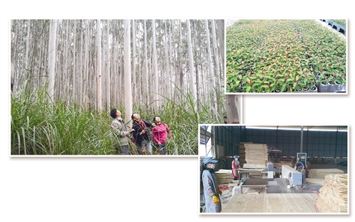 桉树对水源生态有什么危害,桉树杀手