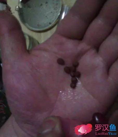 罗汉鱼常备用药,罗汉鱼药饵用什么药好