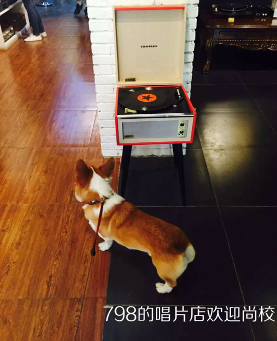 小柯基小时候的样子和长大的样子,还没长大的小柯基