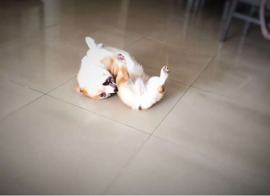 小柯基小时候的样子和长大的样子,还没长大的小柯基