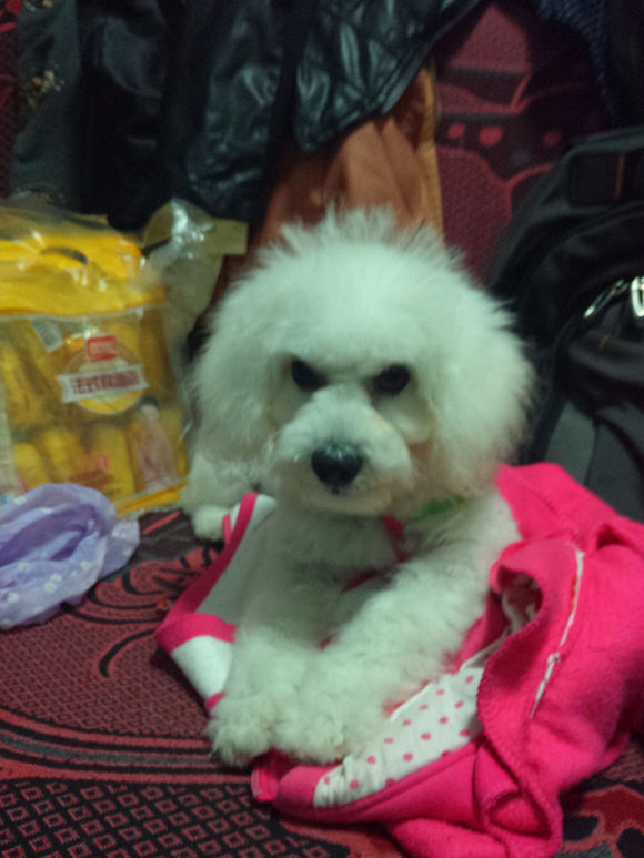 买了个比熊,买了一只比熊结果是个串串