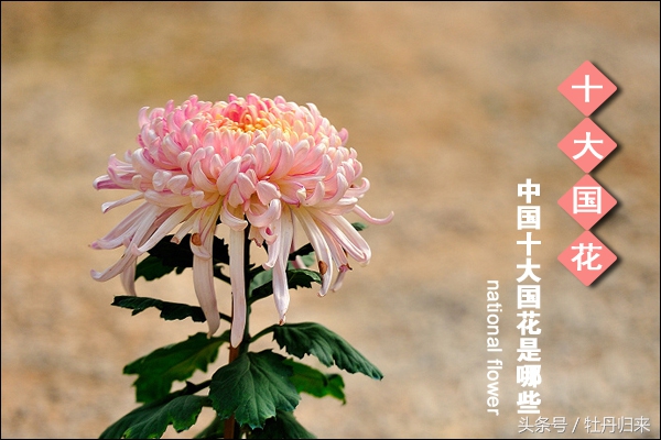 中国的十大国花中有没有彼岸花,十大国花是哪几种花