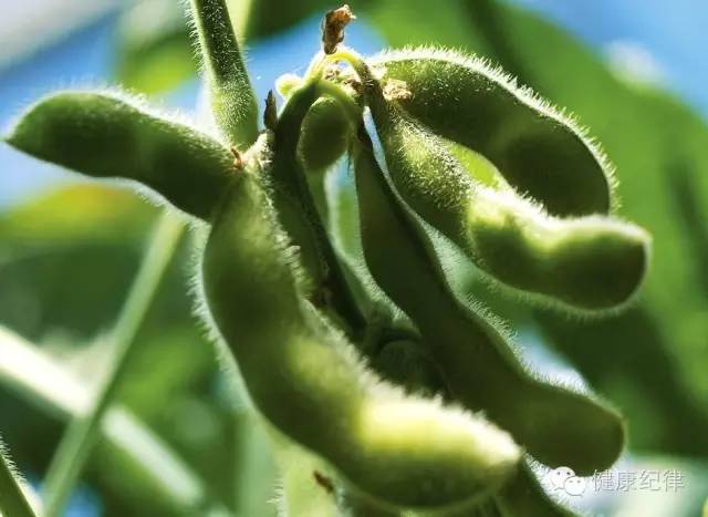 吃大豆对乳腺癌有什么危害,大豆异黄酮与乳腺癌