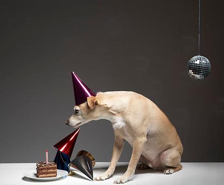 猫咪跟狗狗的生理小知识