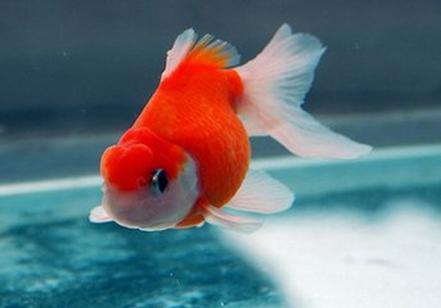 观赏鱼金鱼生病了怎么办,金鱼生病后鱼缸怎么处理