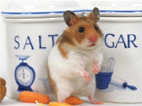 金丝熊是不是番鼠,金丝熊是断尾了吗