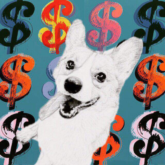 小柯基小时候的样子和长大的样子,还没长大的小柯基