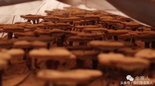 关于灵芝孢子粉新闻视频,央视报道灵芝孢子粉的功效