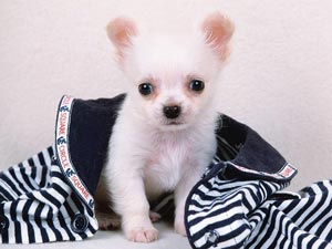 刚满月的狗狗怎么训,一个月狗狗饲养关注事项