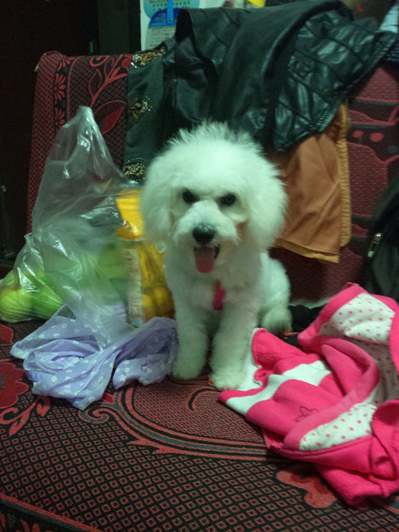 买了个比熊,买了一只比熊结果是个串串