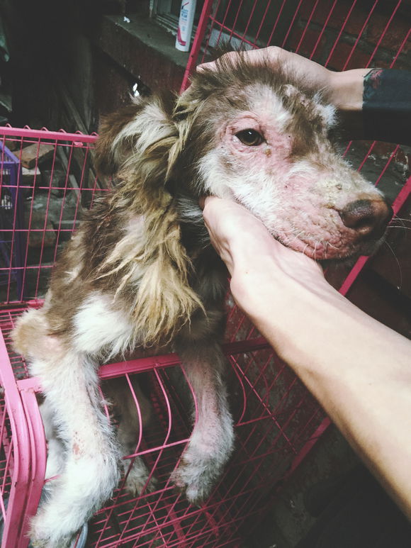 我的阿拉，即使你这辈子不长毛了，我也养你！