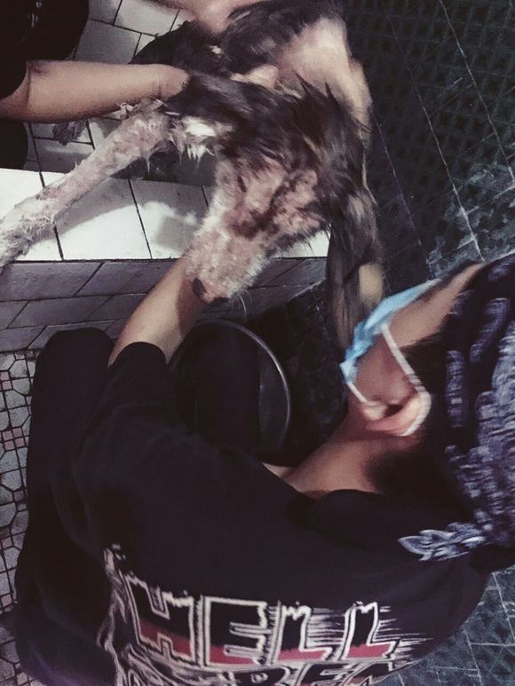 我的阿拉，即使你这辈子不长毛了，我也养你！