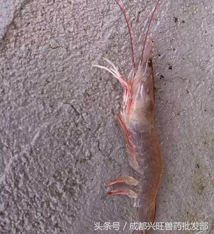 南美白对虾红体如何处理,南美白对虾病害防治方法视频