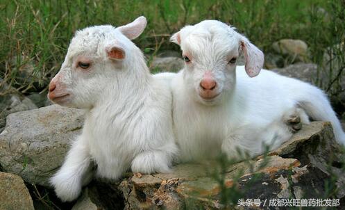 小羊发烧,小羊发烧是什么症状