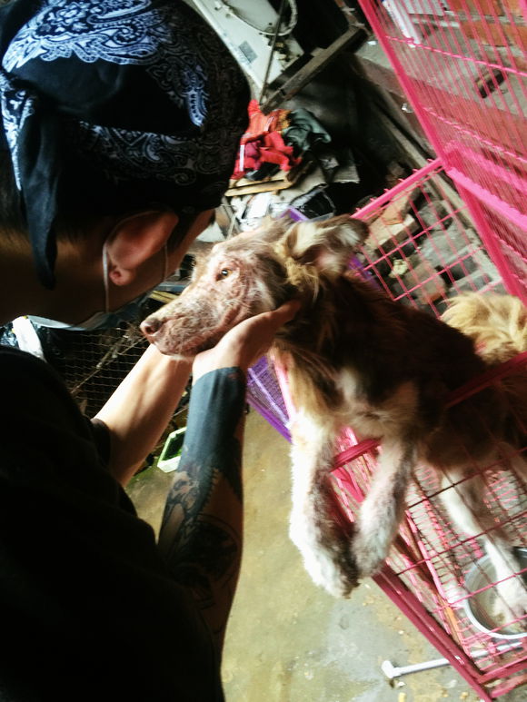 我的阿拉，即使你这辈子不长毛了，我也养你！