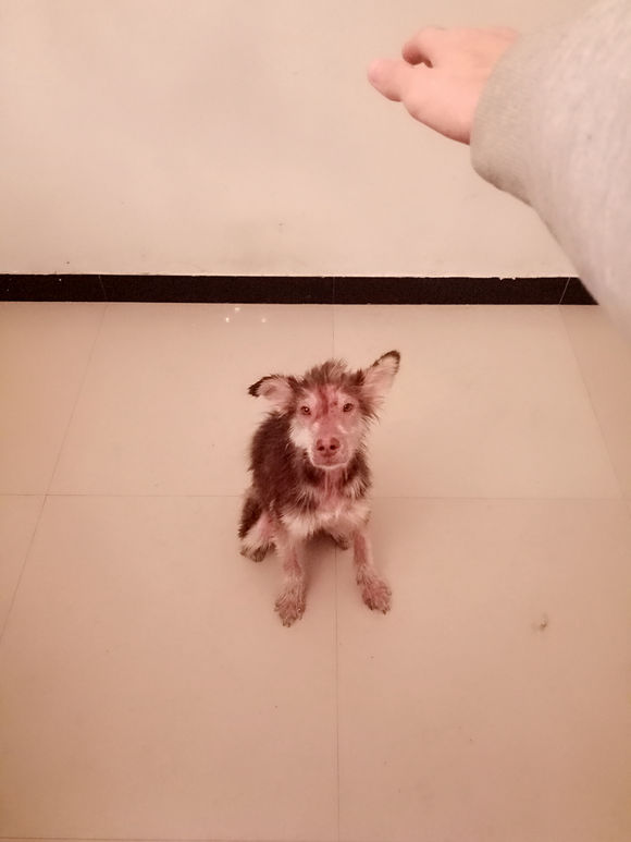 我的阿拉，即使你这辈子不长毛了，我也养你！