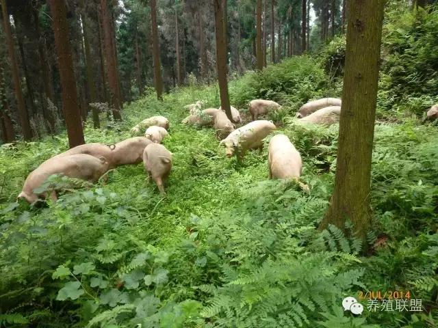 散养猪的有哪些优点,如何改变散养猪情况