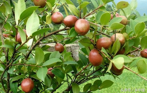 古老压榨山茶油,纯天然古法手工压榨山茶油