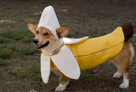 猫咪跟狗狗的生理小知识