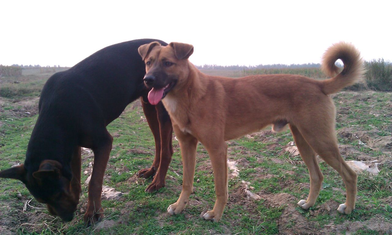 论狗狗的忠诚和地位,论中华田园犬的狗缘
