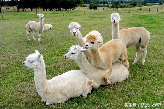 专程去动物园看兔狲,去动物园看牛马