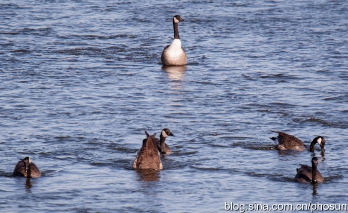 加拿大大雁泛滥成灾 (人类与大雁和谐共处视频)