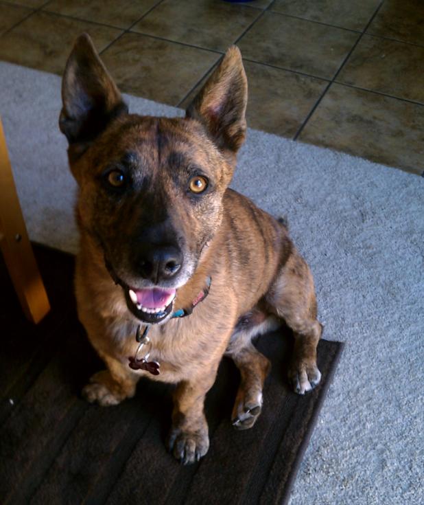 柯基的基因到底有多强大,柯基的基因有多强大