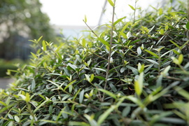 佳能16-35mmF2.8III镜头评测：9年换代值得等