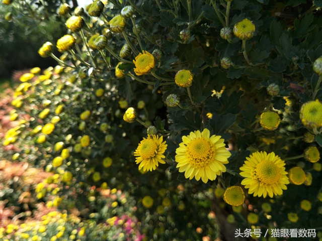 oppor9s的缺点和不够,oppor9s现在值得入手吗