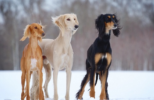 狗狗莫名其妙拉稀便血,狗狗莫名其妙