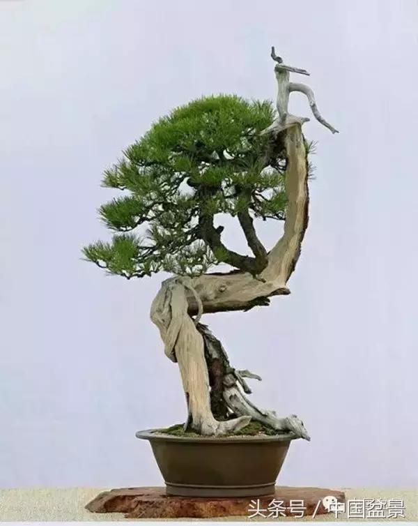 秋冬季节盆景杀菌杀虫,冬季盆景防虫妙招