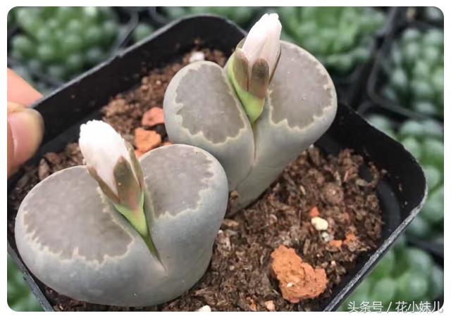 照射多肉的阳光可以用台灯代替吗,紫外线灯照射多肉植物