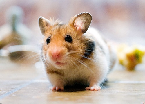 仓鼠爱尿尿怎么办,仓鼠爱在窝里排泄怎么办