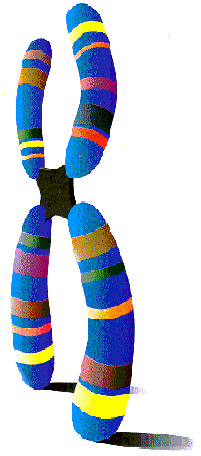 胎儿异常胚胎染色体有必要查吗,胎儿染色体会突然变异吗