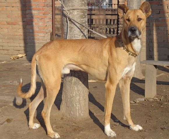 论狗狗的忠诚和地位,论中华田园犬的狗缘