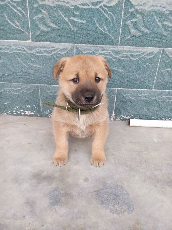 论狗狗的忠诚和地位,论中华田园犬的狗缘