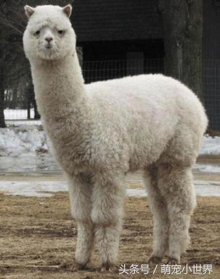 专程去动物园看兔狲,去动物园看牛马