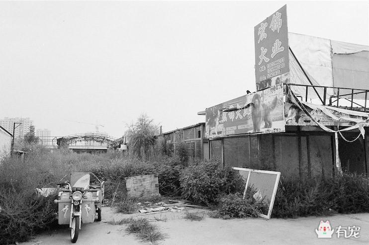 通州梨园狗市阿拉斯加,通州梨园狗市营业时间