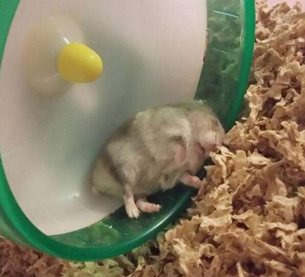 仓鼠就是贪吃爱睡的小萌物你真的都了解它们的习性吗？