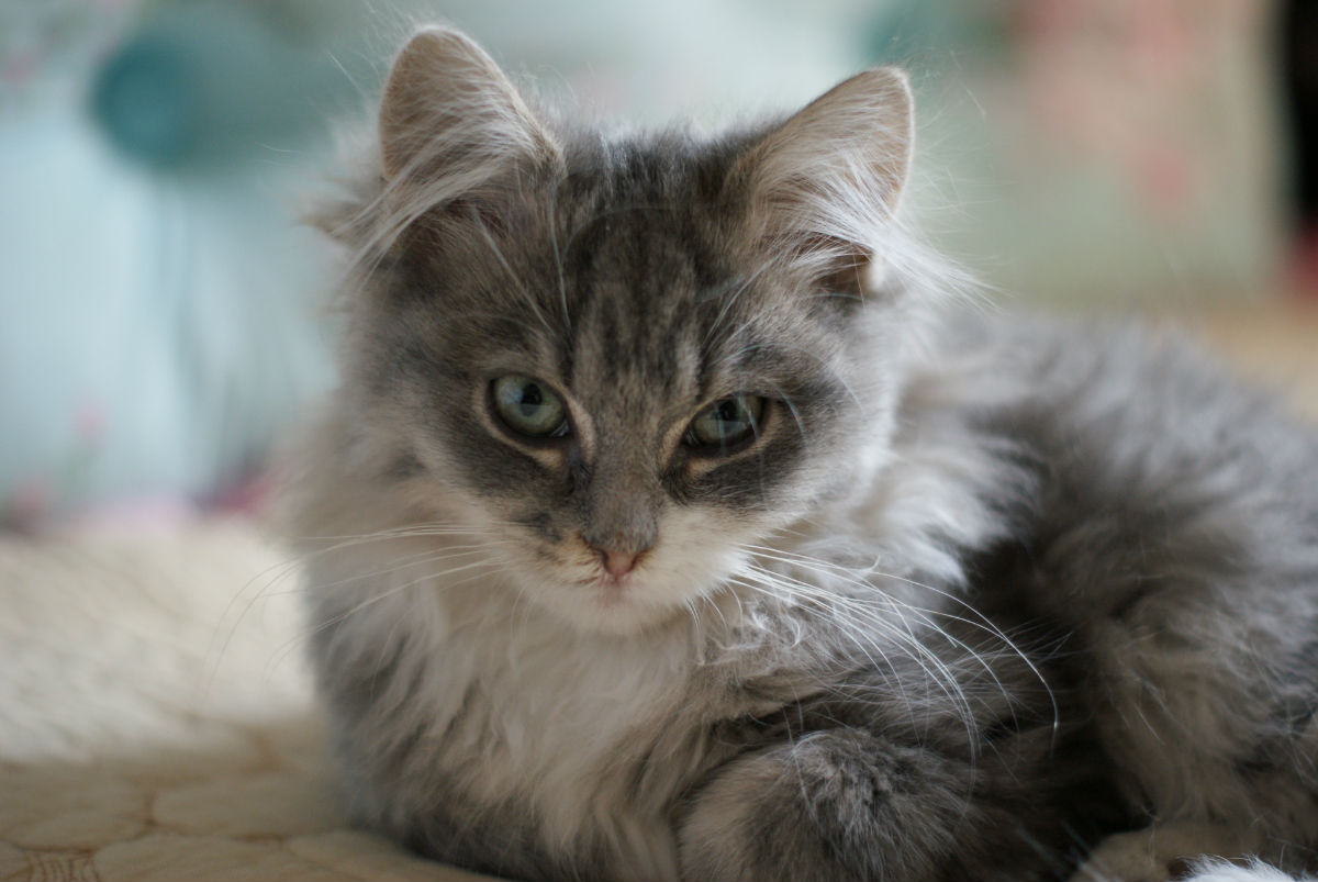 养一只缅因猫是什么感觉,当你养了一只缅因猫