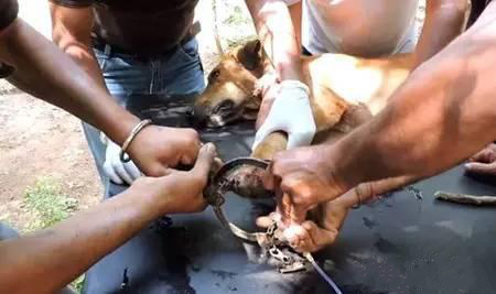 狗狗的后腿比前腿细很多,狗狗的后腿比前腿细是怎么回事