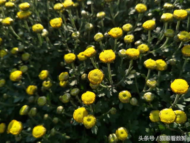 oppor9s的缺点和不够,oppor9s现在值得入手吗