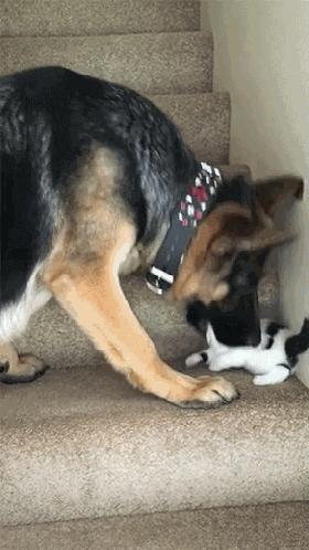 德牧叼着猫咪上楼梯后续,哈士奇下楼遇到德牧认怂了