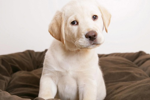 狗狗莫名其妙拉稀便血,狗狗莫名其妙