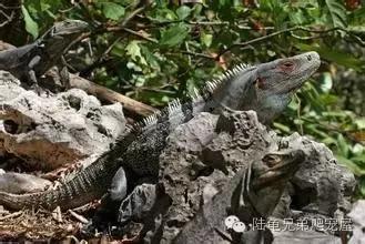 绿鬣蜥饲养,绿鬣蜥如何饲养