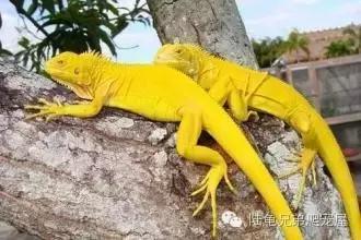 绿鬣蜥饲养,绿鬣蜥如何饲养