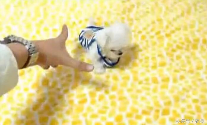 超级可爱的茶杯泰迪,只有巴掌大的宠物