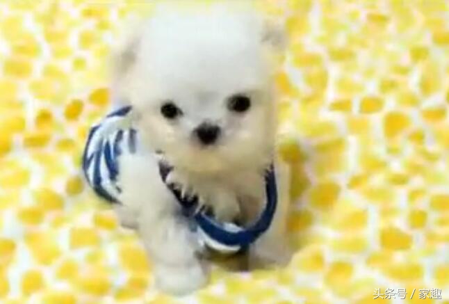 超级可爱的茶杯泰迪,只有巴掌大的宠物